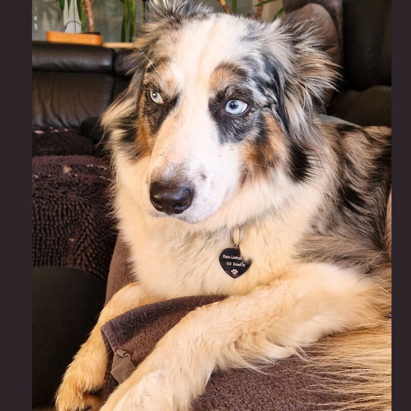 Perro de etiqueta con nombre y dirección negro