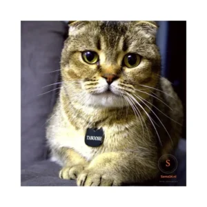 Stevige Kattenpenning graveren met naam en adres met klein belletje voor aan de kattenhalsband met telefoonnummer online bestellen