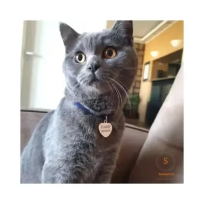 kattenpenningen