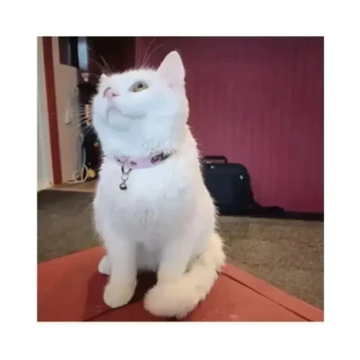 kattenpenningen