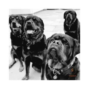 Luxe hondenpenningen graveren met gegraveerde naam Naamplaat hond met adres en telefoonnummer honden penning online kopen in goud, zilver, zwart