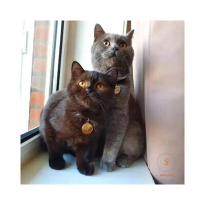 Kattenpenningen Titanium graveren