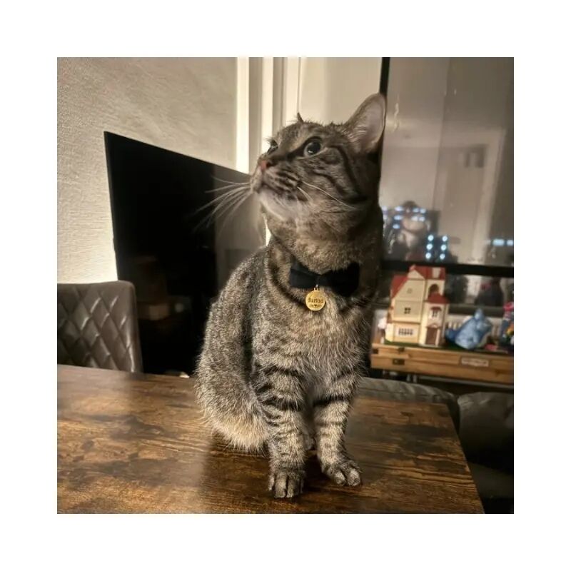 Médaille pour chat avec clochette. médaille pour petit chien