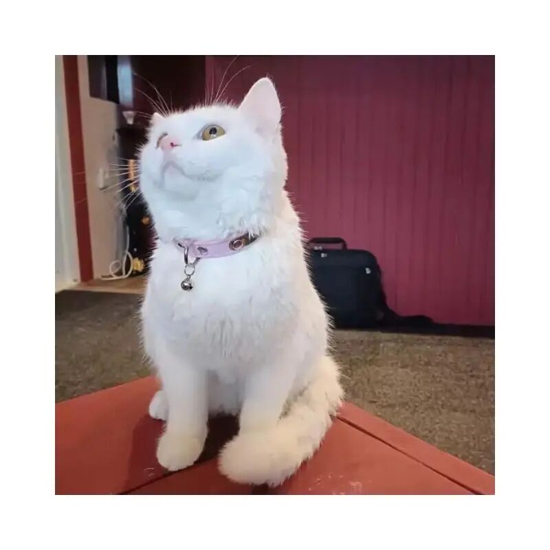 Collier pour chat avec nom, colliers personnalisés pour chats ou chatons, numéro de téléphone et clochette