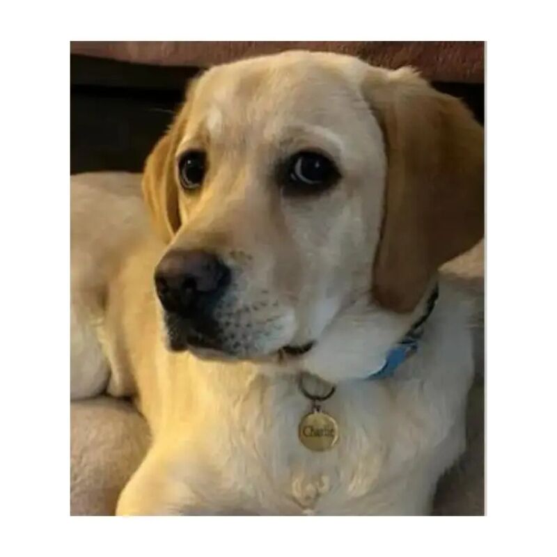 Penning voor hond merk Sama24.nl