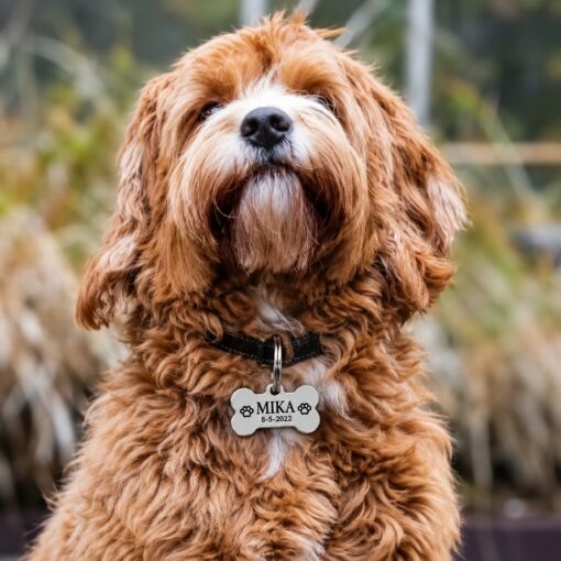 Hundemarke Knochen graviert für Hund mit Name, Adresse und Telefonnummer
