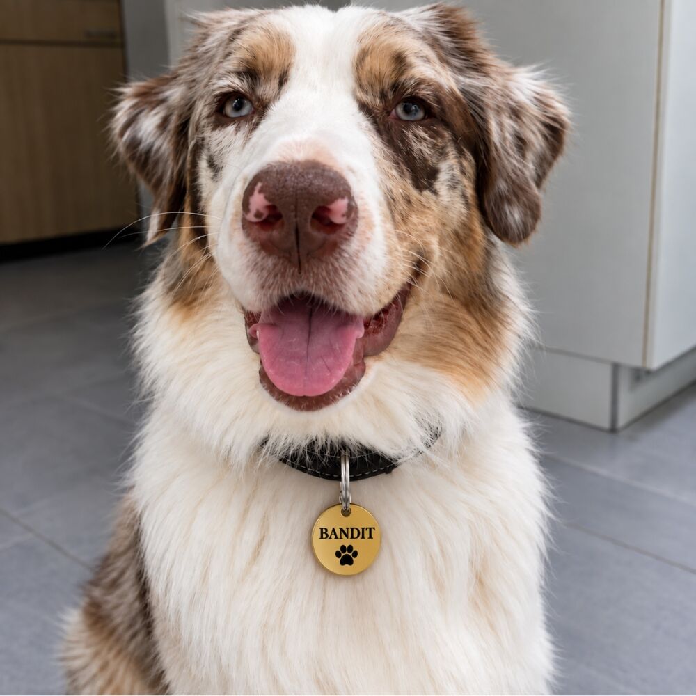 Placa de identificación para perro grabada Placa con nombre para perros
