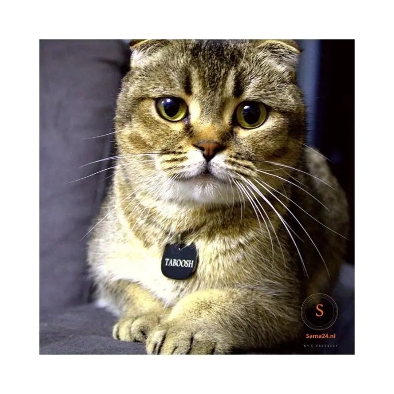 Engraved Cat Tag with Name and Address with Small Bell