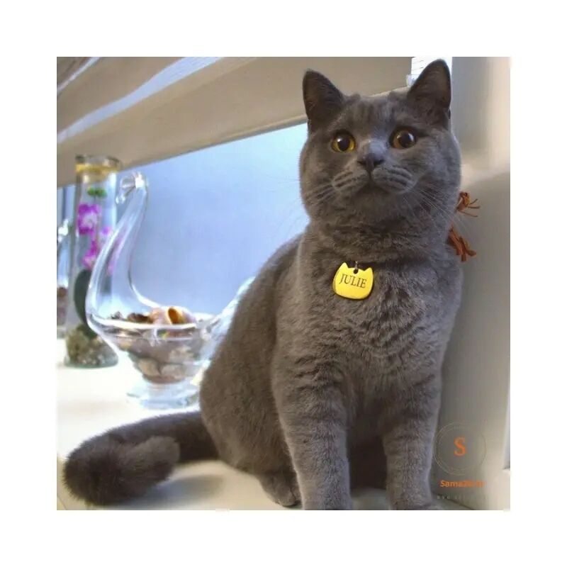 Engraved Cat Tag with Name and Address with Small Bell