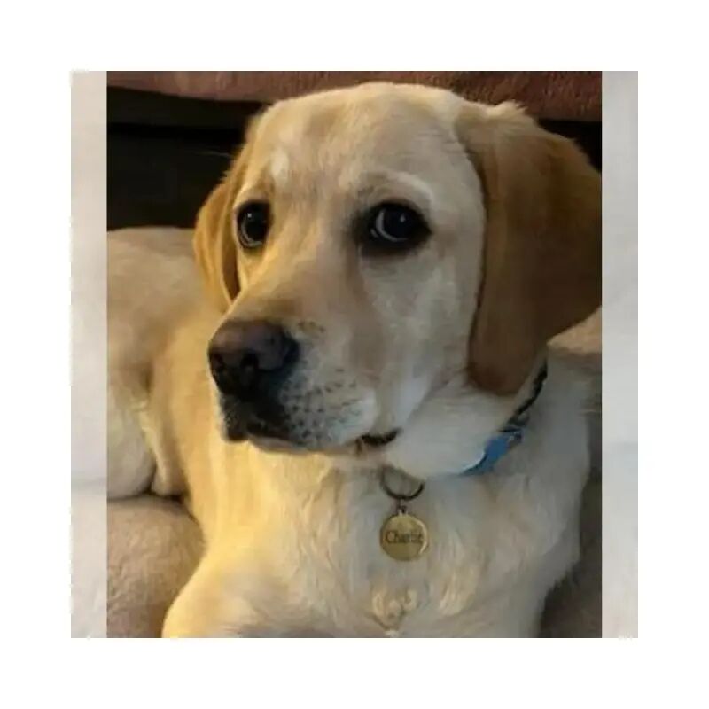 Pet Tag QR Code for Dog and Cat Engraving with Name
