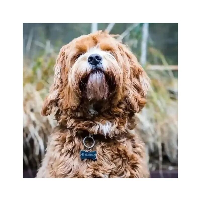 Hondenpenning graveren Stoere grote hondenpenning gratis graveren met naam en adres penning voor grote hond