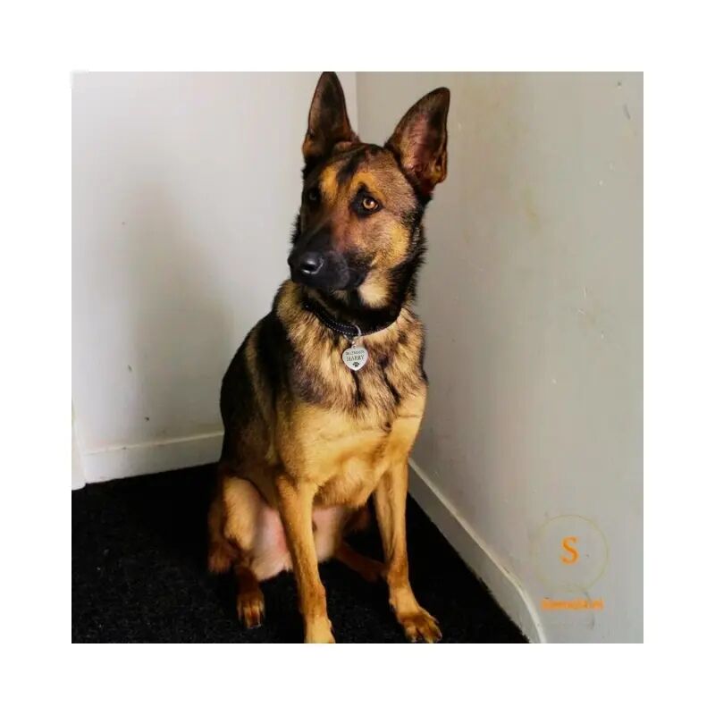 Hundemarke mit Name und Adresse