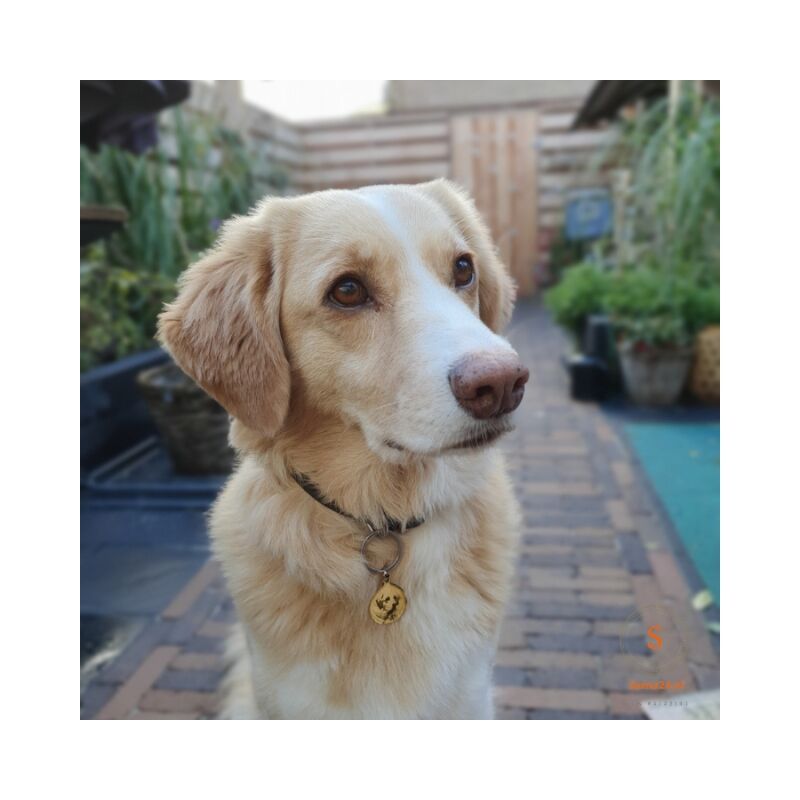 Hondenpenning met foto en naamhuisdier hond graveren