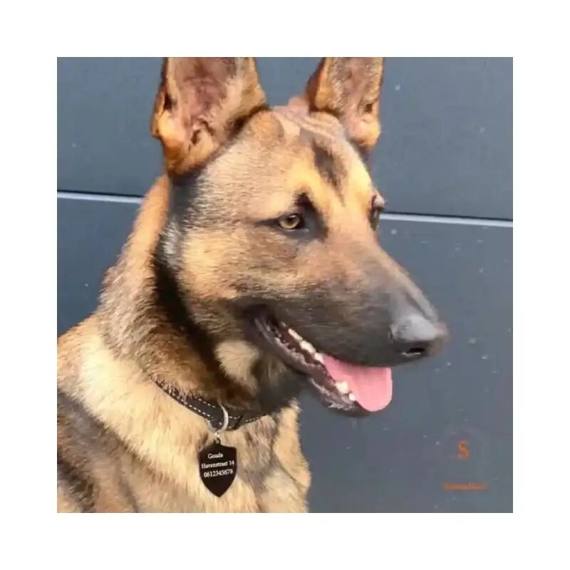 Hundemarke gravieren schwarz silber goldfarben Schöne große Marke für Hund mit Name Adresse und Telefonnummer