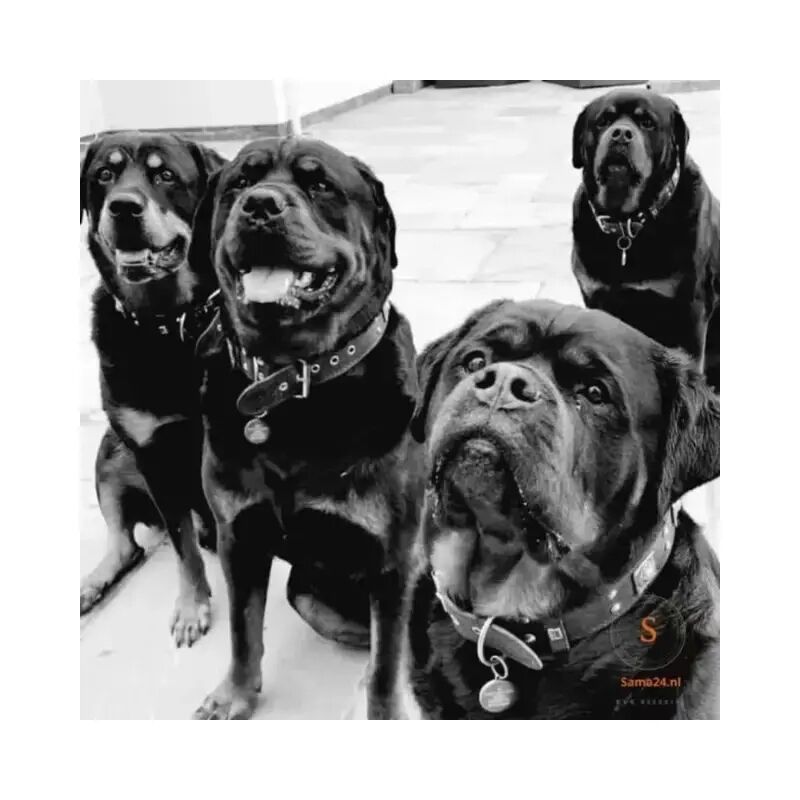 Dog Tag Brand Sama24.Nl