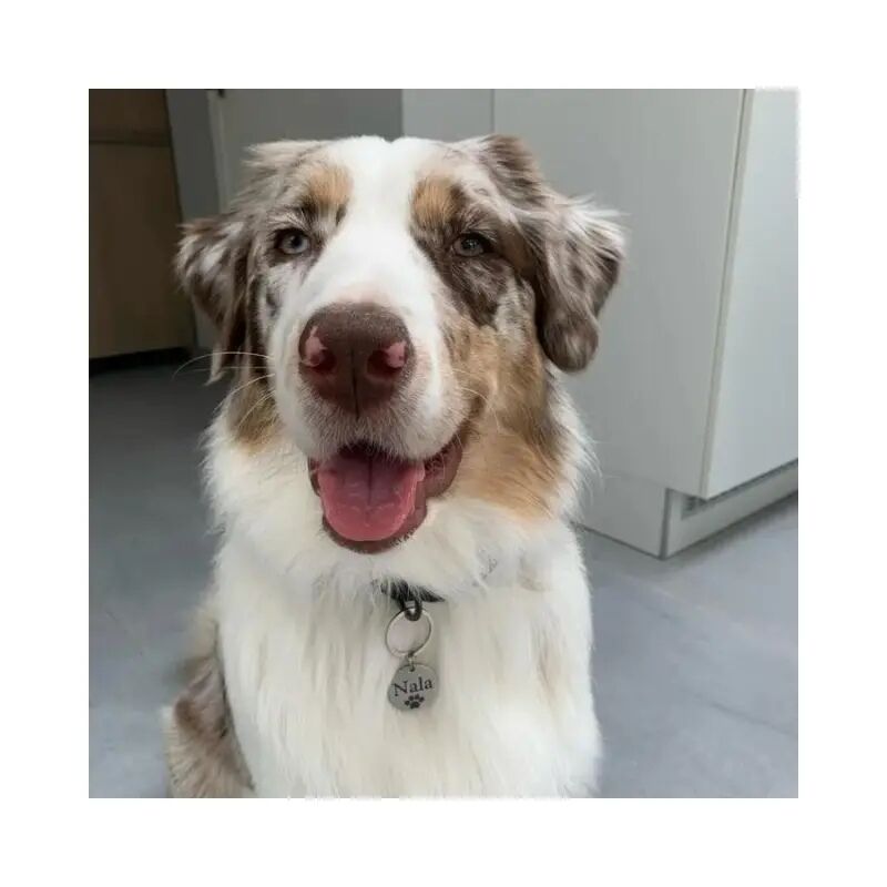 Order a Good Dog Tag Online and Engrave it with a Name and Paw Print Titanium 25 Mm - Best Dog Tag with Paw Print and Address - Free Engraving