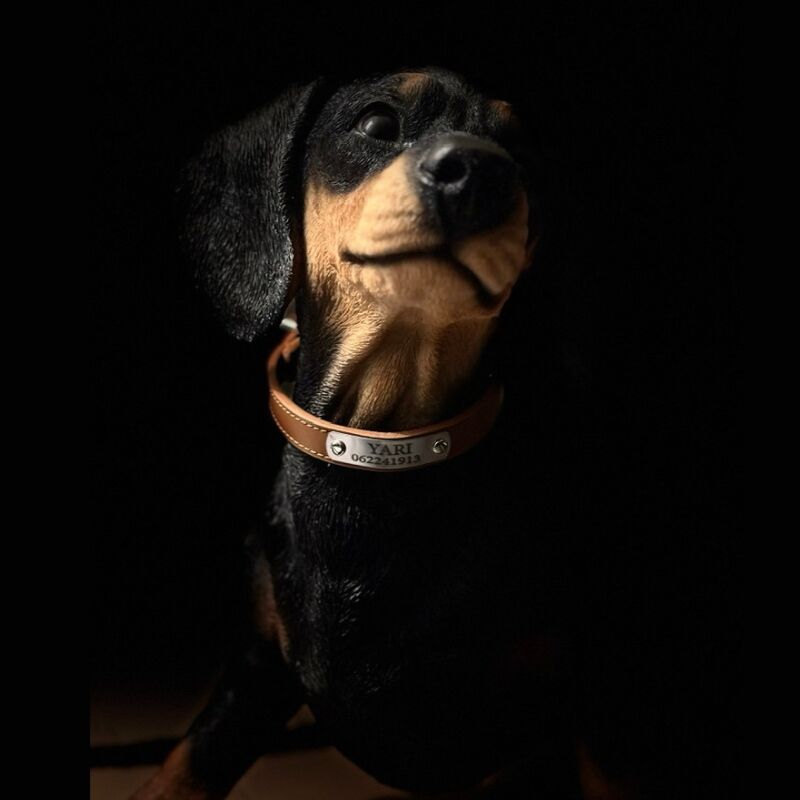 Dog collar with phone number